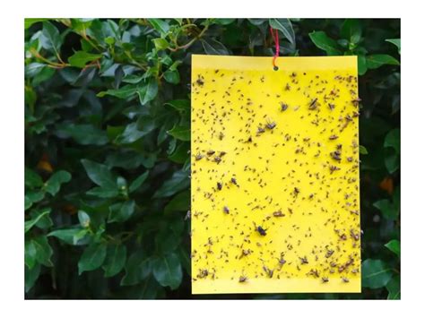 Pest of Sugarcane And Their Management | PPT - Agrobotany