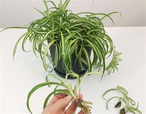 Spider Plant Varieties 12 Types Of Spider Plants To Grow In Your Home