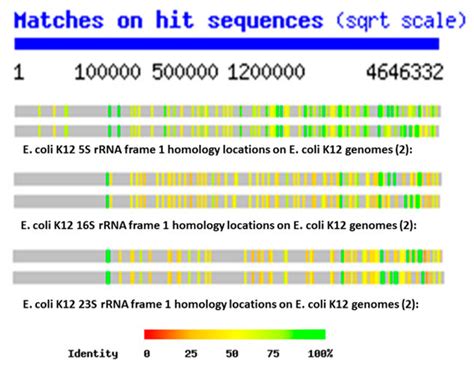 IJMS | Special Issue : Structure, Function and Evolution of the Ribosome