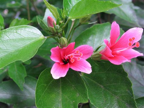 Free Images : purple, red, botany, pink, flora, thailand, shrub, exotic ...