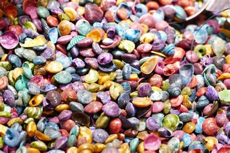 Image result for Shells Multi