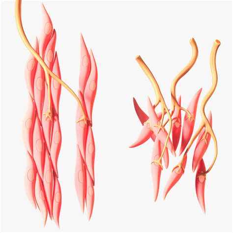 Image result for Smooth Muscle Function