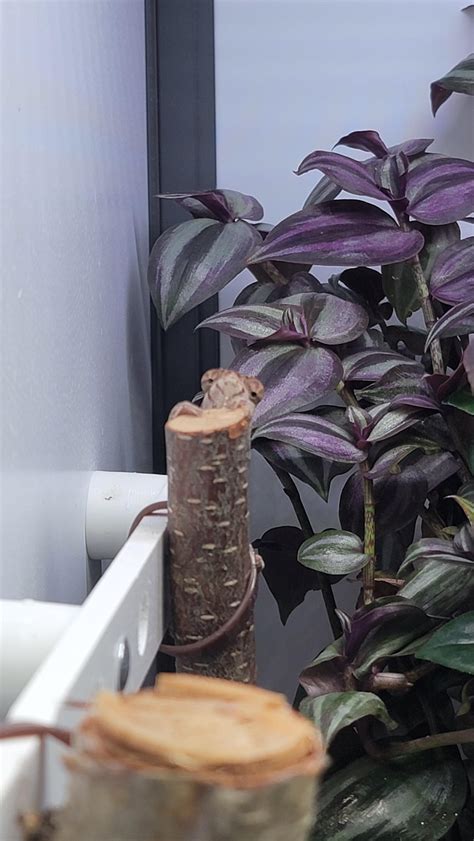 A true master of camouflage : r/Chameleons