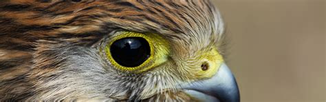 Download wallpaper look, bird, profile, Kestrel, section animals in ...