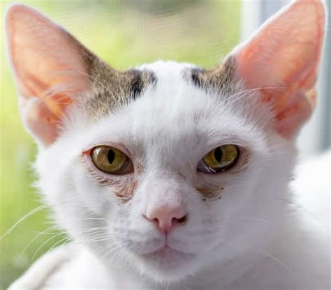 Piece Of Litter In Cat's Eye at Maddison Koerstz blog