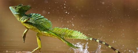 Image result for Lizard HTML Report Example