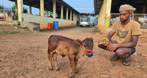 "Discover rare miniature cattle breeds like Micro Mini Cows, Punganur ...