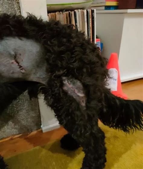 Cane Corso Dogs Attack 的图像结果