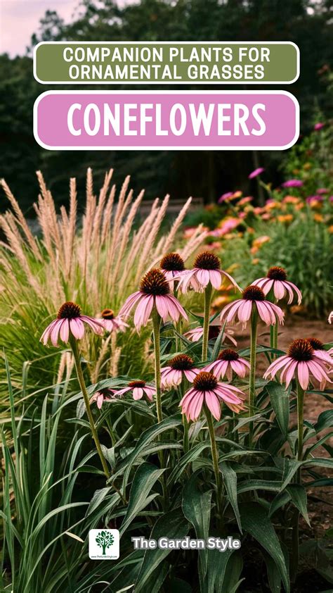 Coneflower Companion Plants