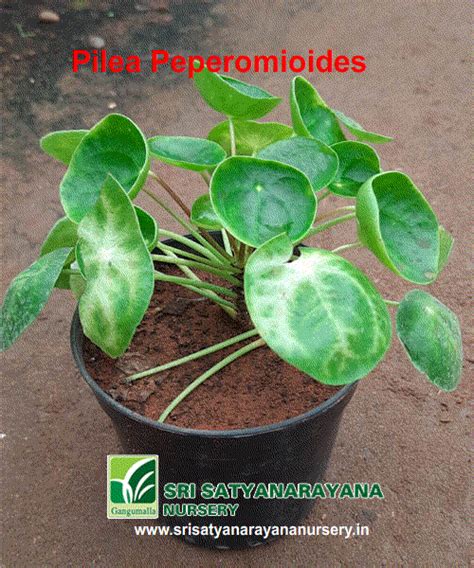 Best Nursery In Kadiyam -Sri Satyanarayana Nursery