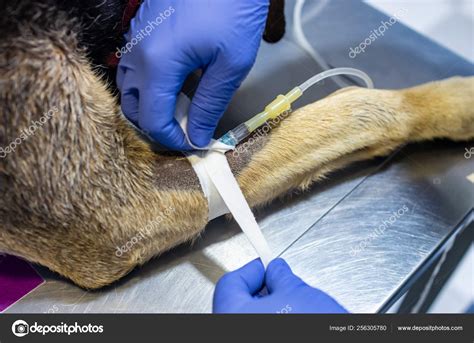 How To Give A Dog Intravenous Fluids at Guillermo Roberts blog