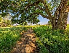 Image result for treed