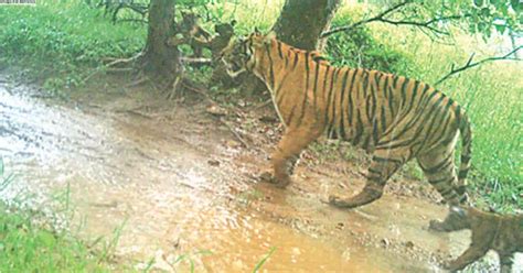 Tigress Siddhi spotted with 3 cubs in R’bore
