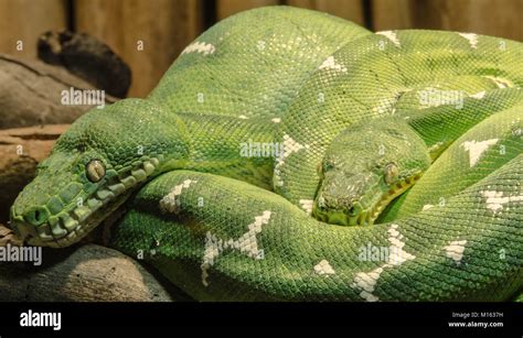 Image result for Python vs Prey