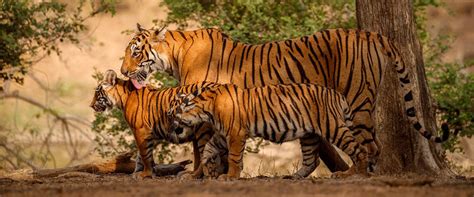 Sitabani Safari Zone - Explore Nature’s Hidden Gem with Jungle Journey