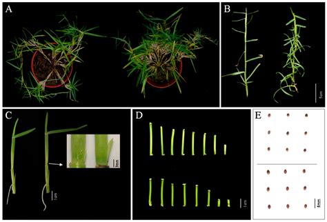 Physiological and Comparative Transcriptome Analyses of the High ...