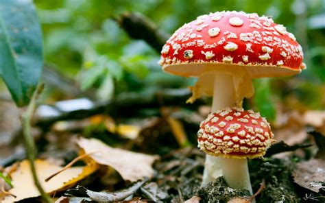 Image result for Mushroom Huge Dataset Classification Python