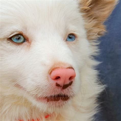 Are Australian Shepherds Often Deaf