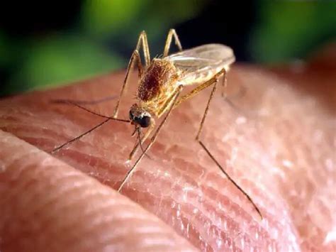 Japanese Encephalitis Kills 30 In Assam To Parechovious Virus Infecting ...