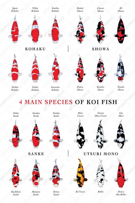 Types Of Koi
