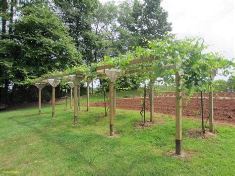 Exceptional Diy Grape Trellis https://homecreativa.com #homedecoration ...