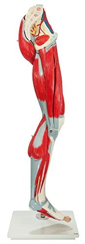 Buy Axis Scientific Life Size Human Leg Anatomy Model with 12 Removable ...