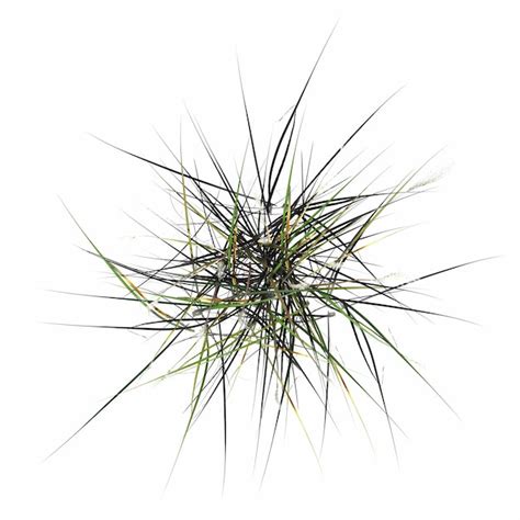 Wild field grass, top view, isolated on white background, 3d ...