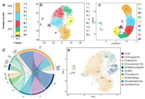 Single-Cell Atlas of Adult Testis in Protogynous Hermaphroditic Orange ...