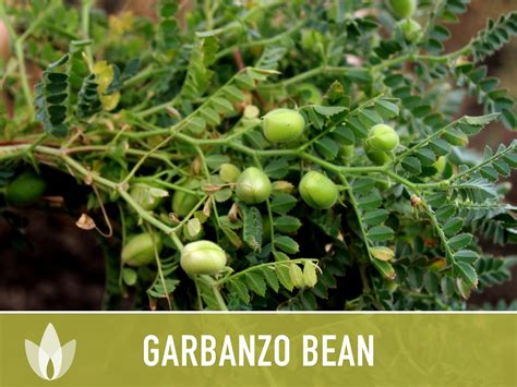 Garbanzo Bean Seeds - Heirloom Seeds, Chickpea Seeds, Bush Bean ...