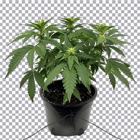 Cannabis leaf tree isolated on transparent background | Premium AI ...