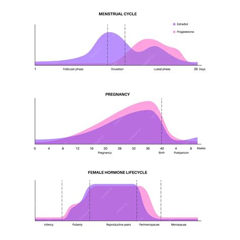 Premium Vector | Menstrual cycle and pregnancy graphic hormones in the female body estradiol and ... - ratio of estrogen to progesterone