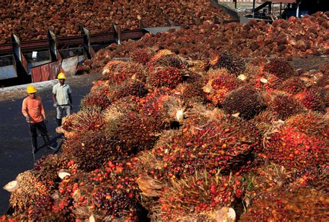 India's September palm oil imports hit 4-month low, soyoil jumps to 3 ...