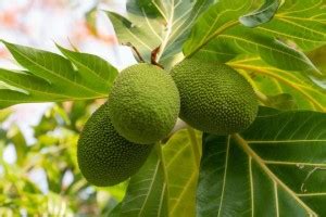 Durga Green Garden Jackfruit Plant Price in India - Buy Durga Green ...