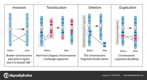 Abnormal Chromosome 的图像结果