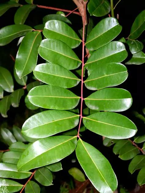 Simarouba amara, Lakshmitharu, Paradise tree, ലക്ഷ്മിതരു | SMPB Kerala