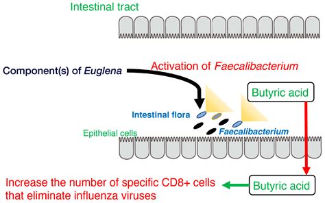 Activation of Immune and Antiviral Effects by Euglena Extracts: A Review