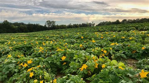 Contact | Ashland Berry Farm