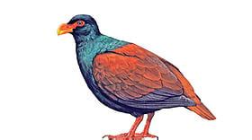 Manumea bird | डोडो पक्ष्याचा दुर्मीळ नातेवाईक मानुमिया पुन्हा दिसला!