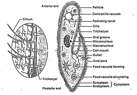 Ciliophora Paramecium