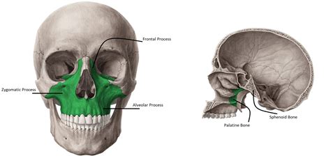 Maxillary Process Of Zygomatic Bone Maxilla StoryMD