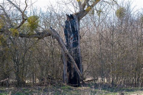 Lightning Tree 的图像结果