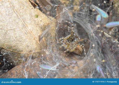 Close Up Wolf Spider on Spider Nest Web in Leaf Cave at Nature Thailand ...