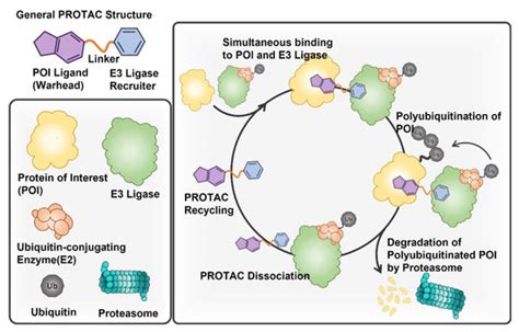 Cancer-Specific Delivery of Proteolysis-Targeting Chimeras (PROTACs ...