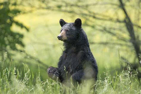 This Is When Black Bears Are Active in North Carolina