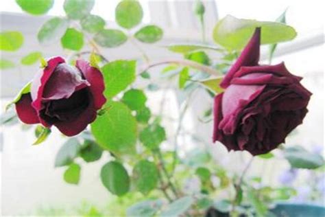 路易十四玫瑰-月季品种-藤本月季网