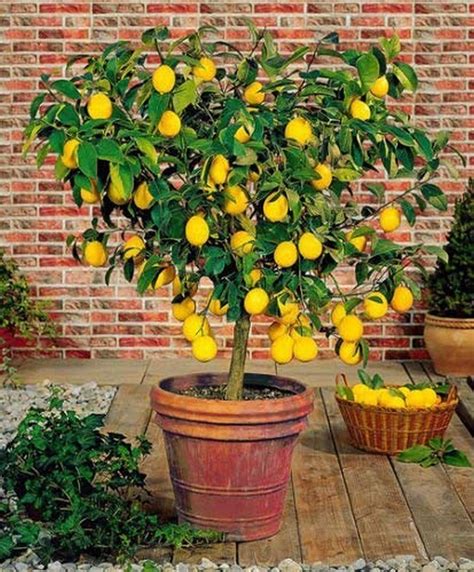 Creative Farmer Live Plant Lime Tropical Rare Hybrid Kagzi Lemon Dwarf ...