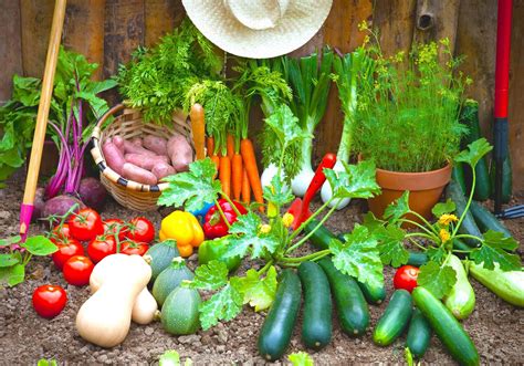 Vegetable Home Garden Plans for Beginner Gardener