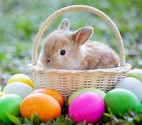 Image result for Free Bunny Patterns Real Size Printable