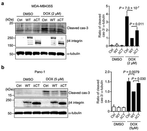Integrin α6β4 Confers Doxorubicin Resistance in Cancer Cells by ...