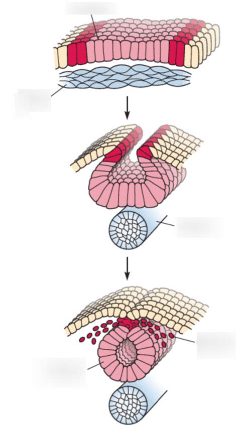 Image result for Neurulation Process